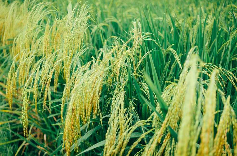 IMF on Indias Rice Export Ban 2