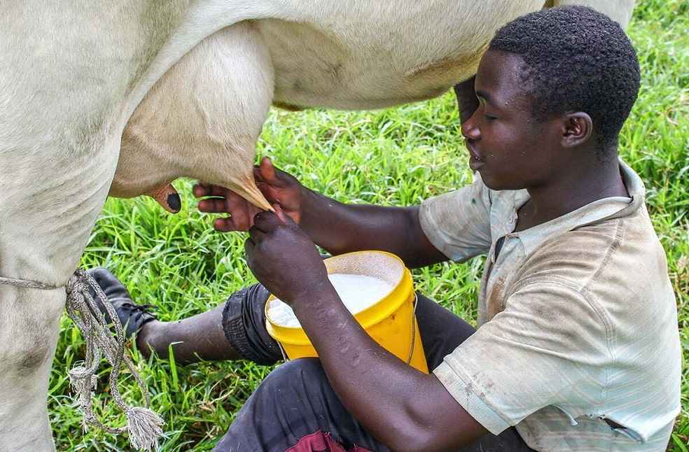 Ugandan Dairy Crisis Deepens as Kenya Denies Export Permits 2 Ugandan Dairy Crisis