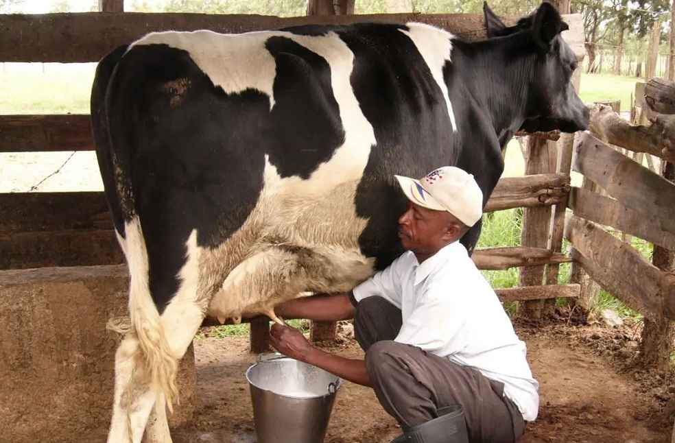 Ugandan Dairy Crisis Deepens as Kenya Denies Export Permits 3 Ugandan Dairy Crisis