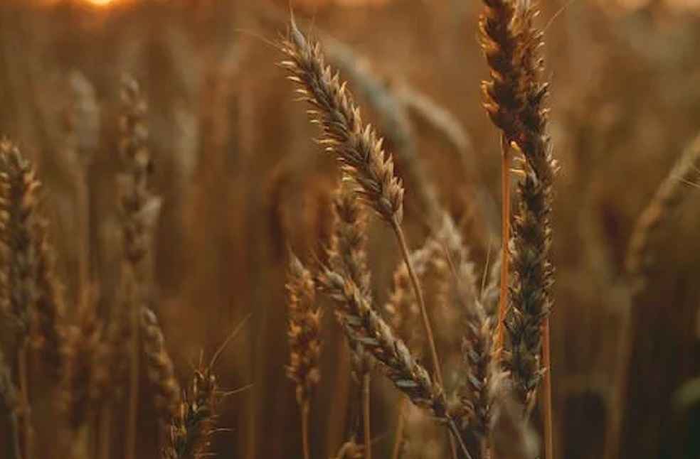 Australia Barley Tariff Removal