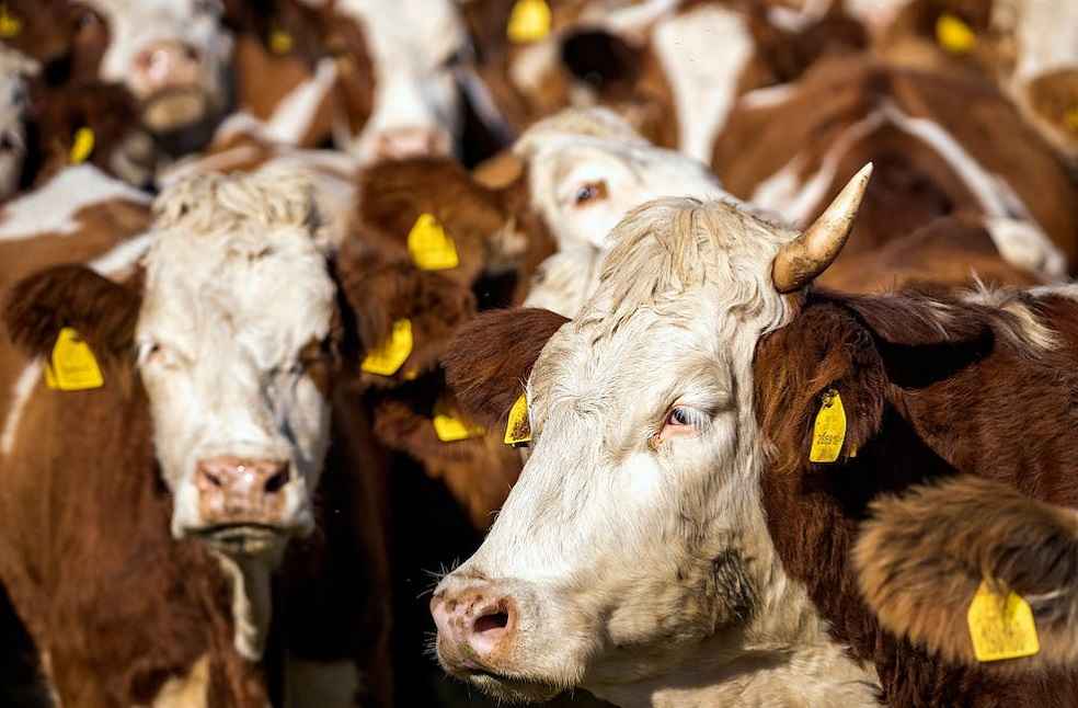 Canada-UK Trade Stalls Over Cheese, Beef Disagreements 1 Malaysia Cattle Import_cattles