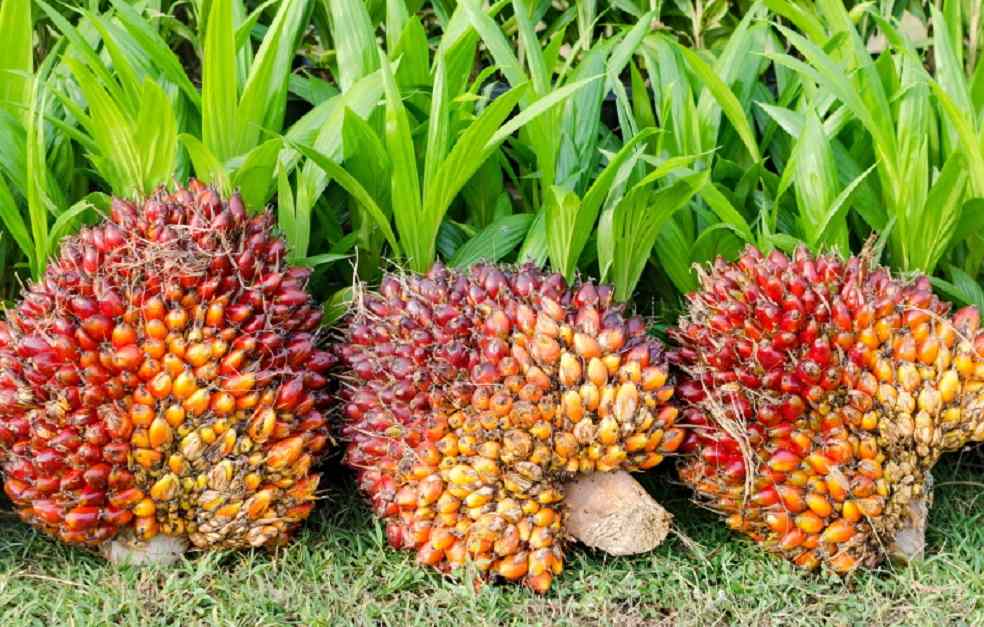 Malaysia Calls India's Palm Oil Duty Hike Temporary, Seeks to Strengthen Ties 2 Malaysian palm-oil-Export to China