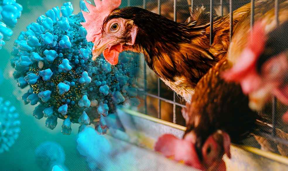Brazil's November Poultry Exports Soar 23%, Revenue Reaches $893 Million 2 AvianInfluenza_France start Vaccine for Ducks