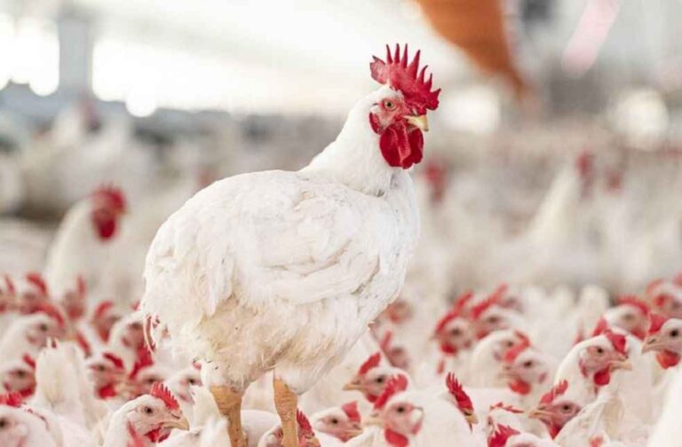 Broiler-Breeders_soudi poultry production