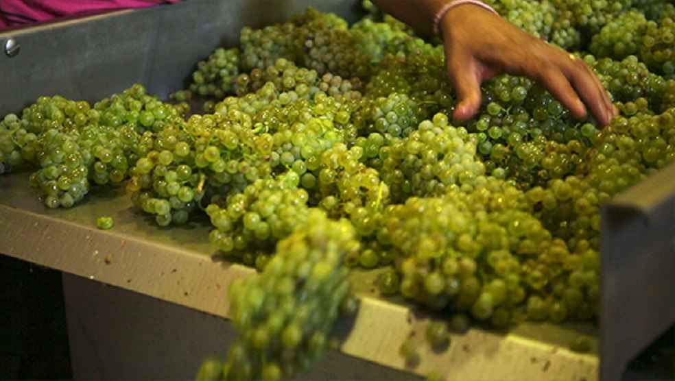 India Seeks Swift Approval to Boost Grape Exports to New Zealand 1 California Grape Export