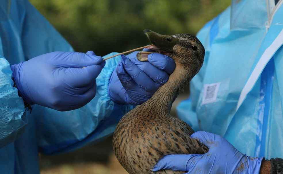 U.S. Turns to Europe for Egg Imports as Bird Flu Cuts Domestic Supply 1 Duck Vccinating_France bird Flu Prevent Vaccine