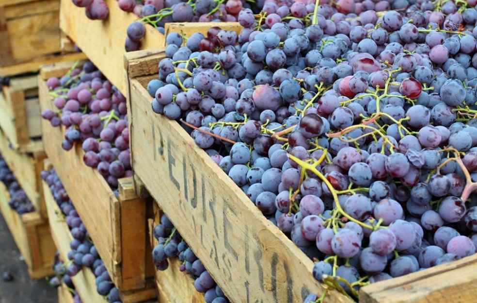 Uzbekistan's Price Controls Shake Up Fruit and Veg Export Market 1 Grape export California