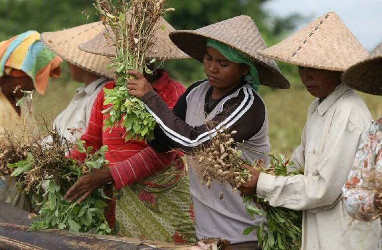 Agriculture Indonesia