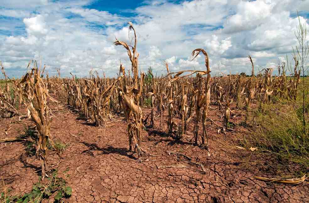 Indonesia Speeds Up Farming to Cut Imports Amid El Nino 1 El Nino Impact Agricultural field