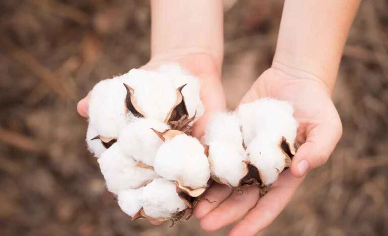 CottonPort to Bring U.S. Cotton Directly to Bangladesh China Cotton