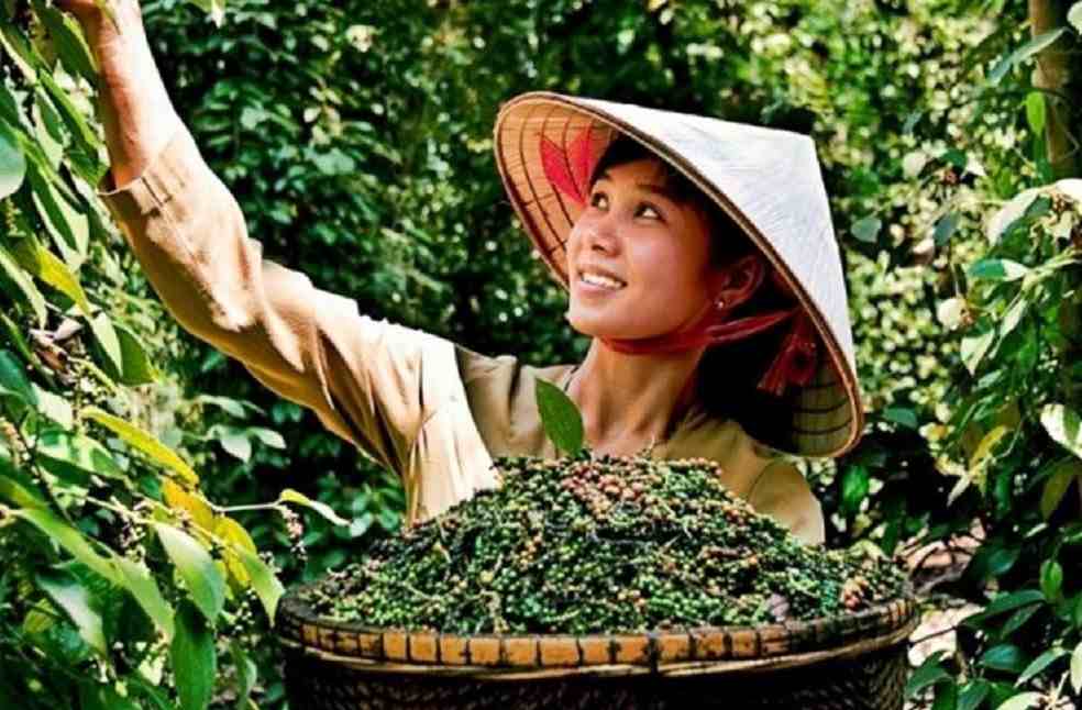 Vietnam Pepper export
