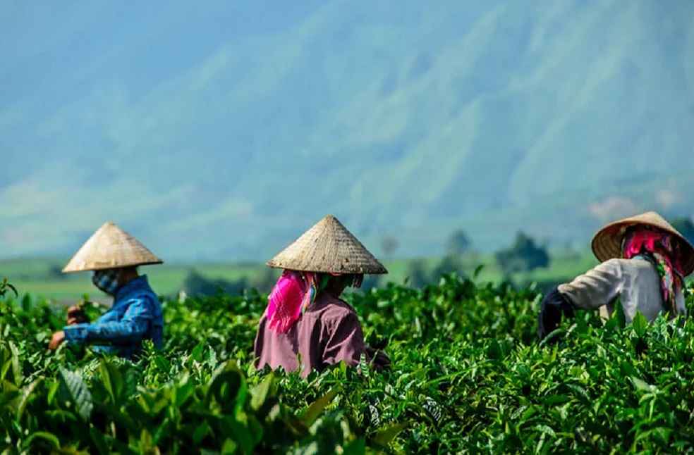 Vietnam susutainable Agricluture export
