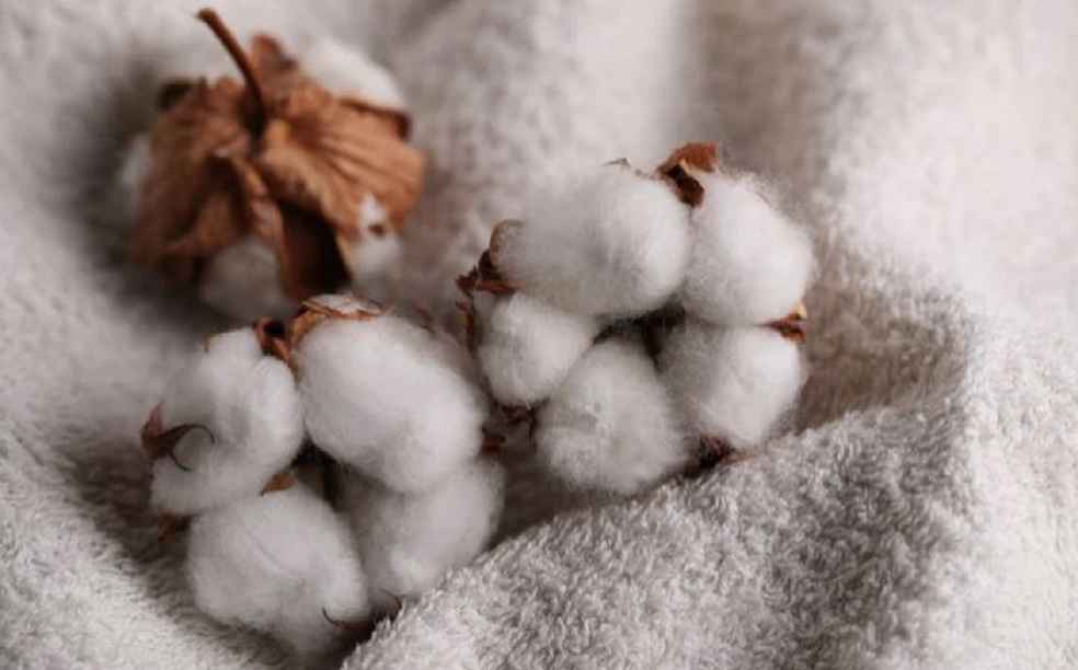 cotton production