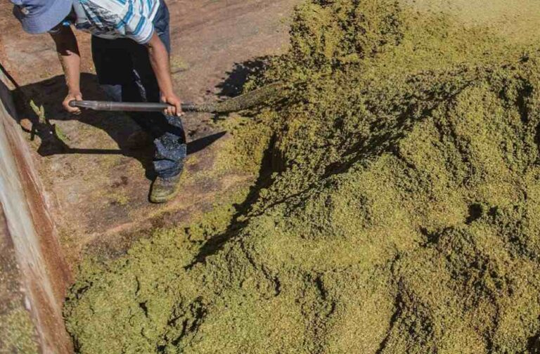 rooibos