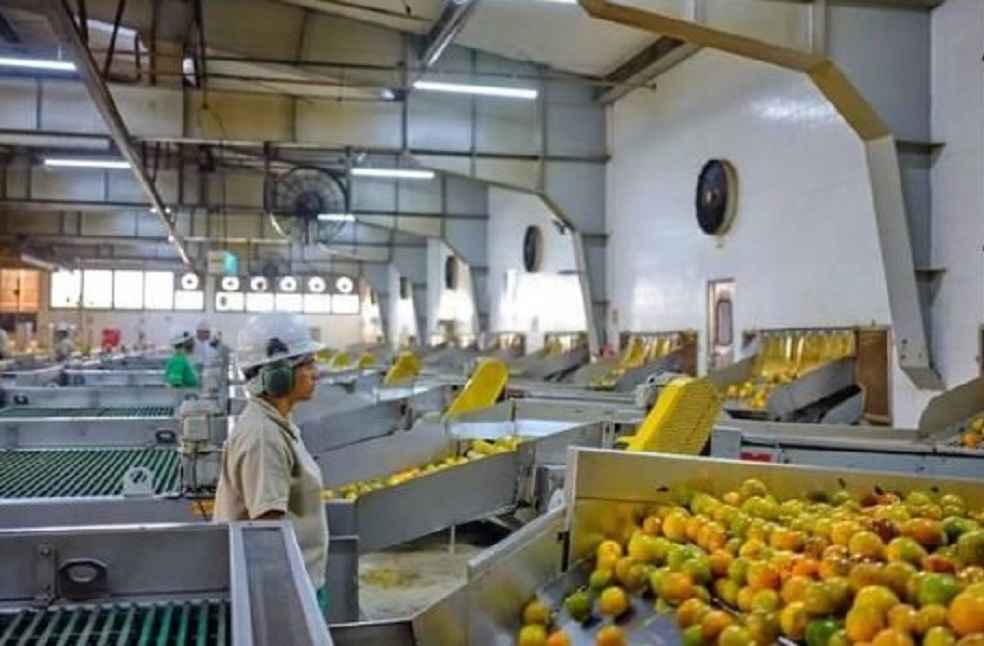 Egyptian Super-Mangoes Eye Southeast Asia's Premium Market Amid Growing Demand 2 Frozen-Fruit
