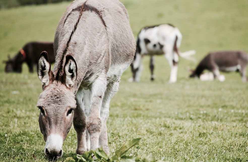 Global Efforts Against Donkey Skin Trade: Saves Populations 2 donkey Skin Trade