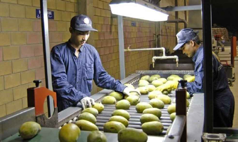 Egyptian Super-Mangoes Eye Southeast Asia's Premium Market Amid Growing Demand 1 Mango export