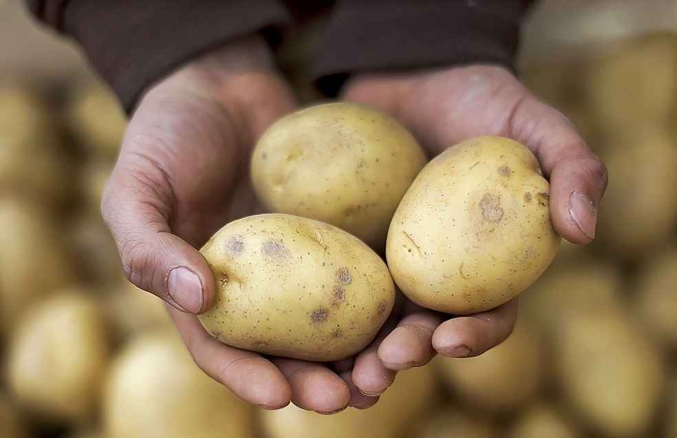 Pak Launches Trade Corridor, First Potato Shipment to Tajik Opens New Avenues 2 potato trade