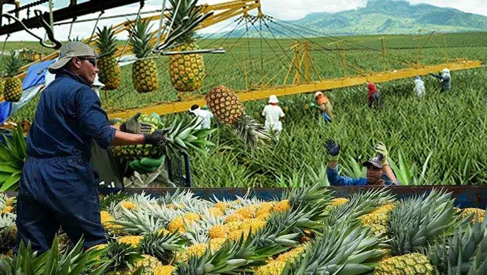 Philippine Pineapples Shine: Exports Soar 16% on Global Demand 2 Costa Rica Pine apple