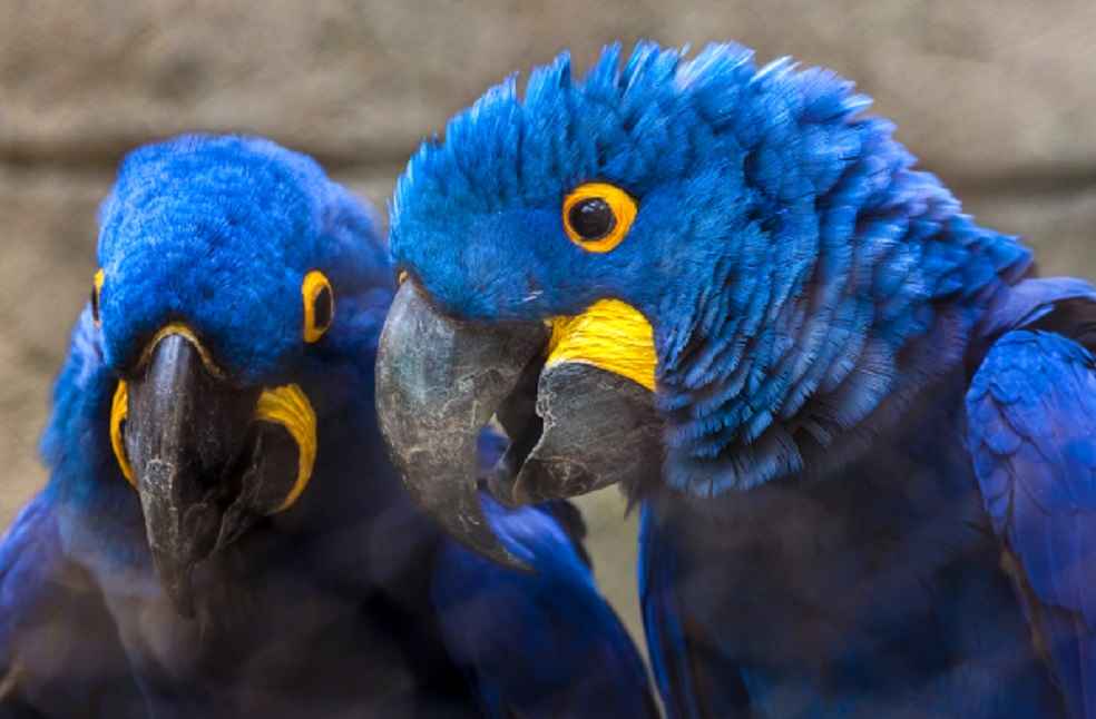 Study Urges Stricter Regulation of Parrot Breeding to Protect Wild Populations 1 Blue parrots