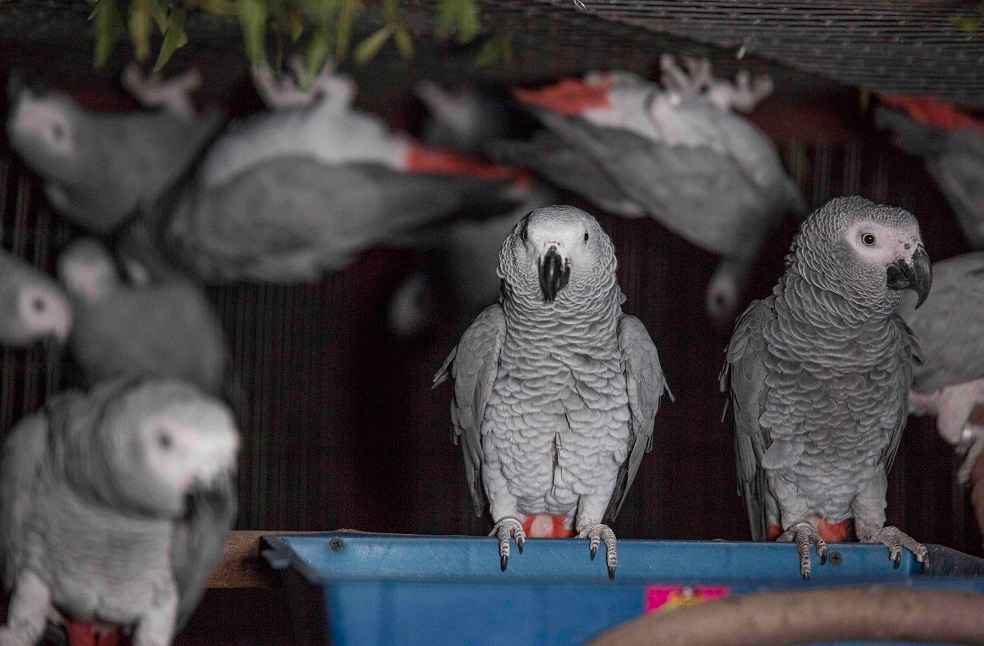 Study Urges Stricter Regulation of Parrot Breeding to Protect Wild Populations 2 captive-bred parrots grey