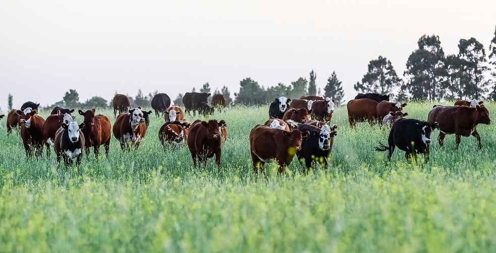 Global Organic Meat Market Growth and Trends 1 Global Organic Meat Market Growth and Trends