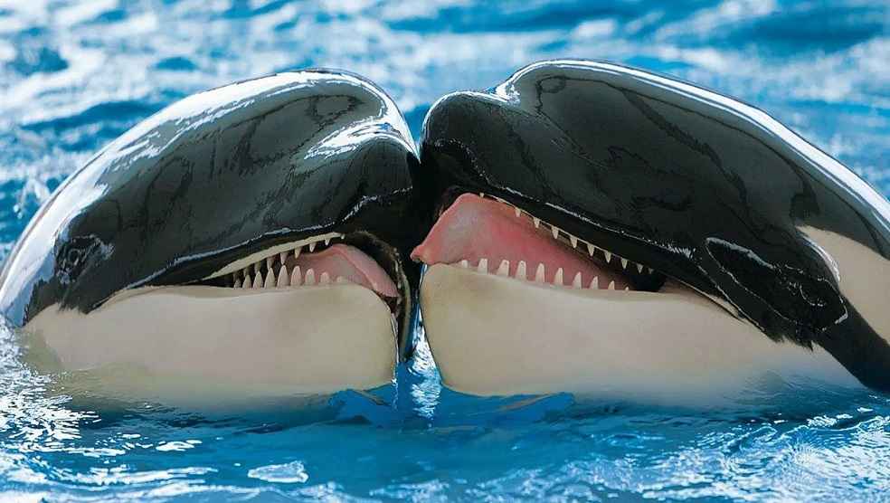 UK Expands Ivory Act Protections to Four More Endangered Species 1 killer whale