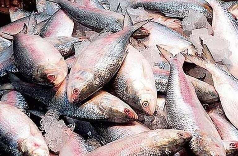 Hilsa Fish Image