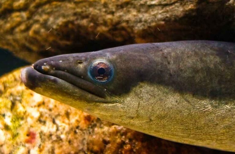 American-eel_Credit_Erickson-Smith_Creative-Commons