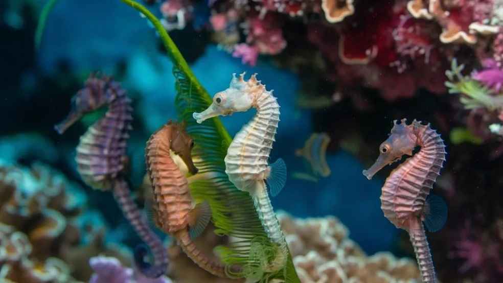 Thailand Trains 40 Firms to Boost Seahorse Farming for Export Markets 1 Seahorses