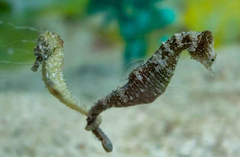 Thailand Trains 40 Firms to Boost Seahorse Farming for Export Markets 2 seahorse Hippocampus