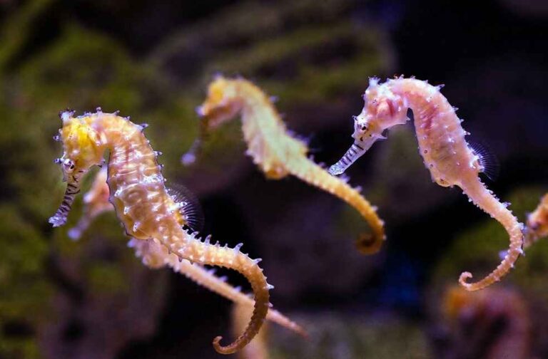seahorses-in-the-sea