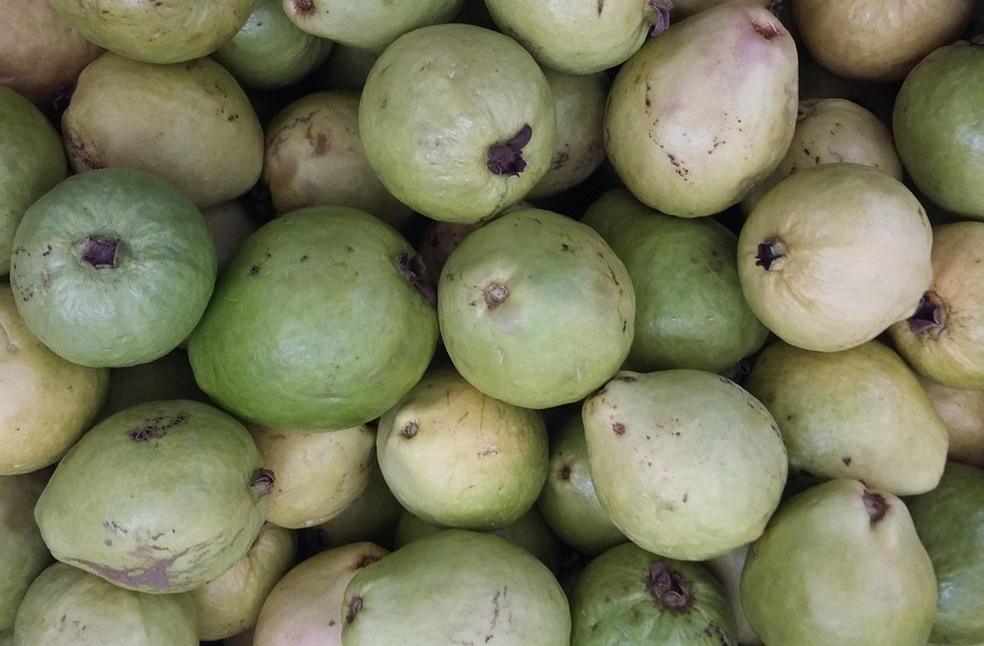 Guava Exports