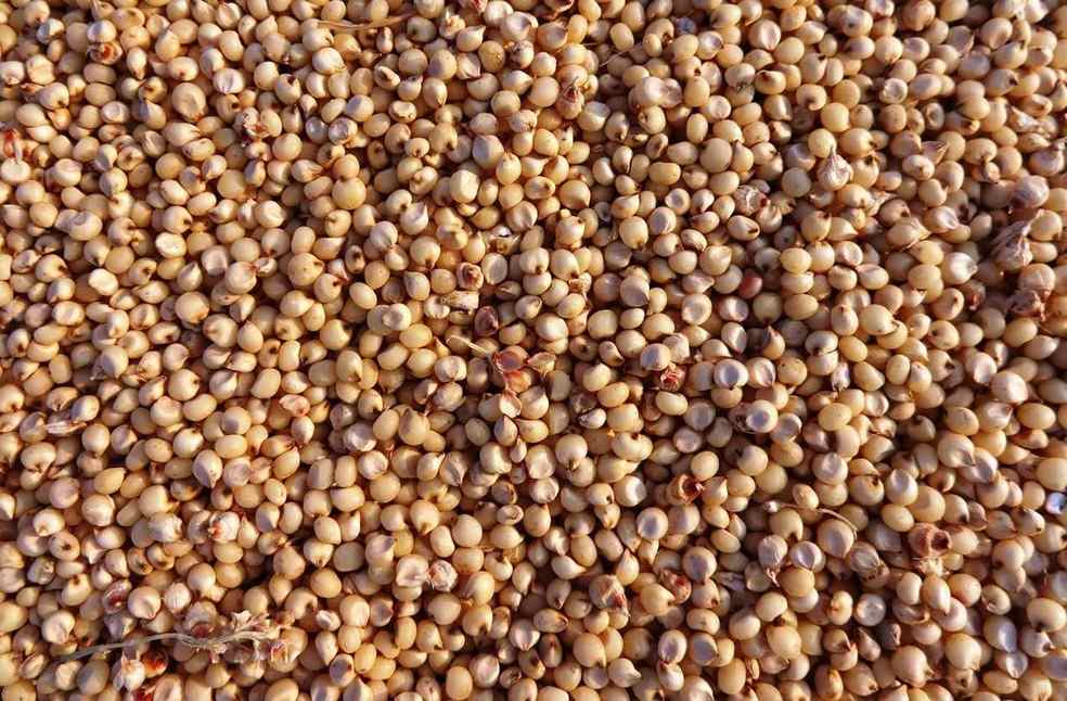 Argentina Sorghum Exports