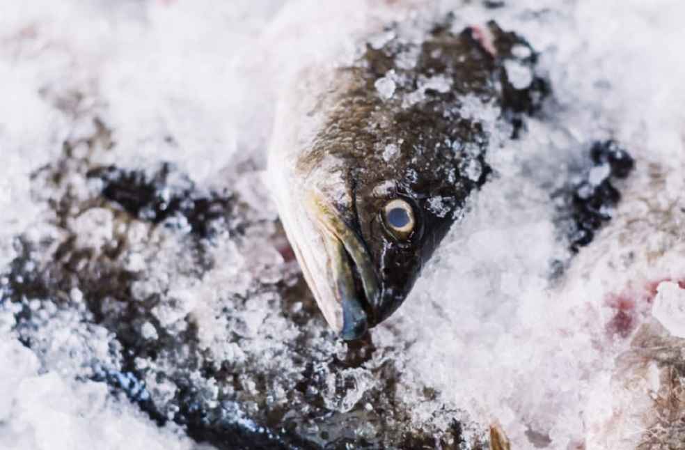 Frozen Fish Export