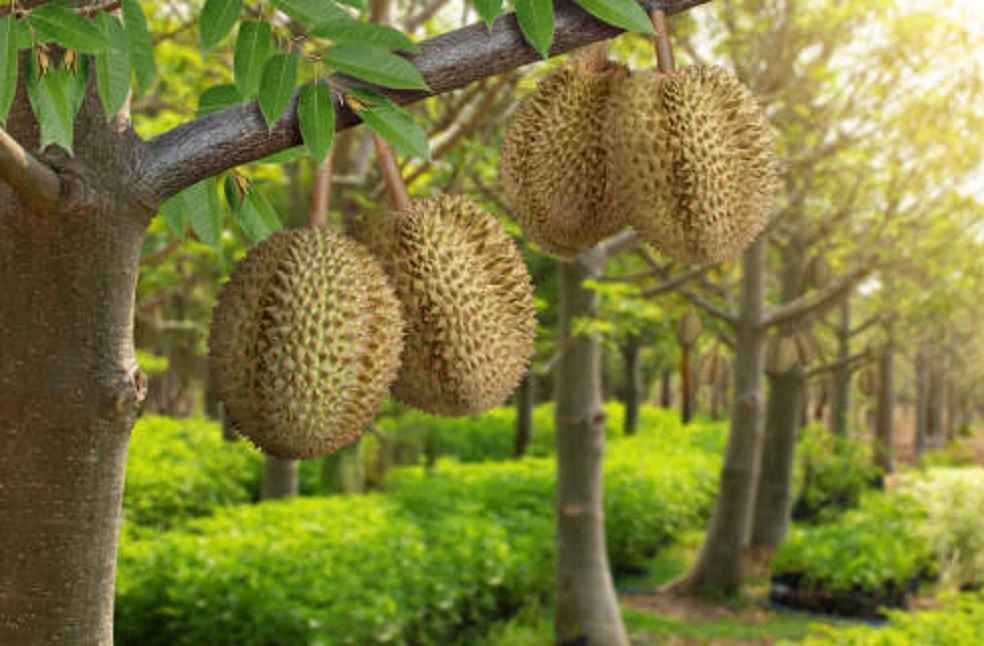 Durian