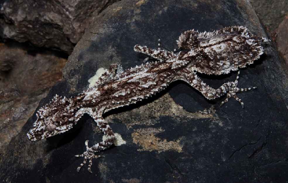 leaf-tailed geckos