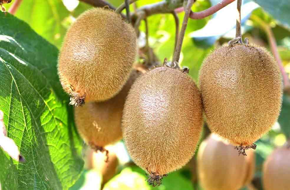 Kiwi